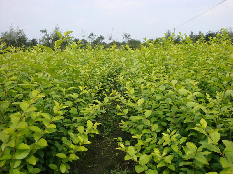 广玉兰种植基地让广玉兰成长品质更高