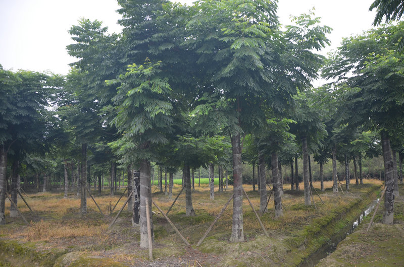 提升栾树的存活率应该如何养护